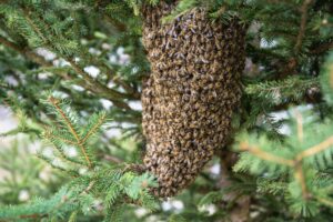 honey bee swarm